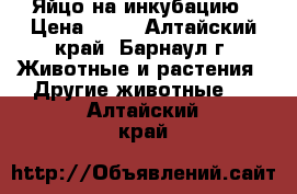 Яйцо на инкубацию › Цена ­ 20 - Алтайский край, Барнаул г. Животные и растения » Другие животные   . Алтайский край